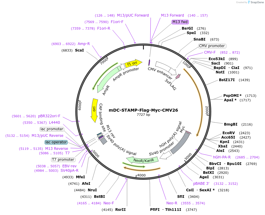73583-plasmid-map-sequence-id-136078