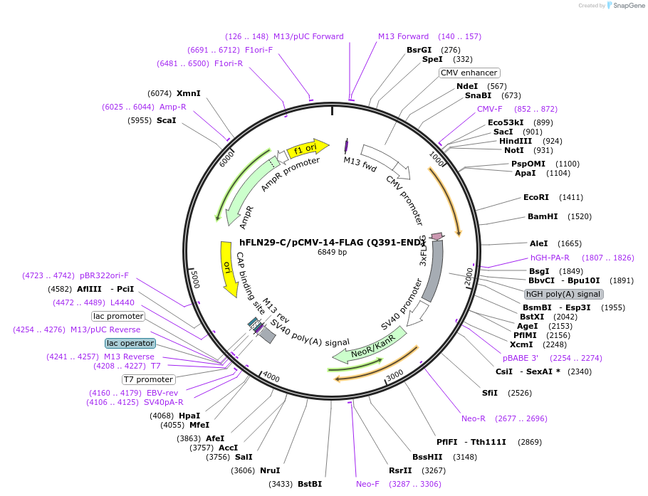 73590-plasmid-map-sequence-id-136091