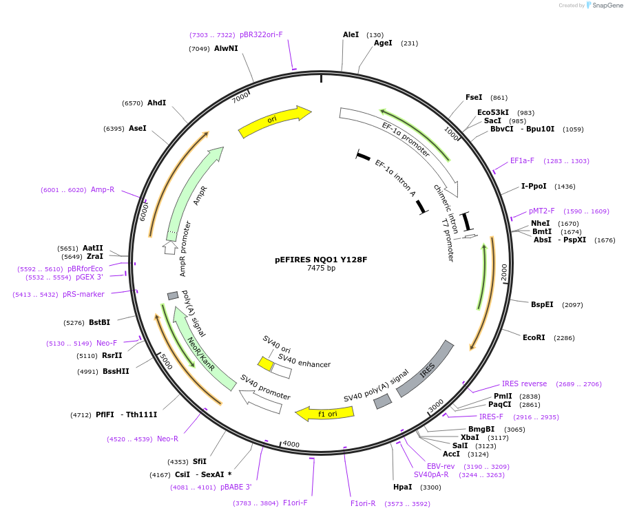 61734-plasmid-map-sequence-id-136096