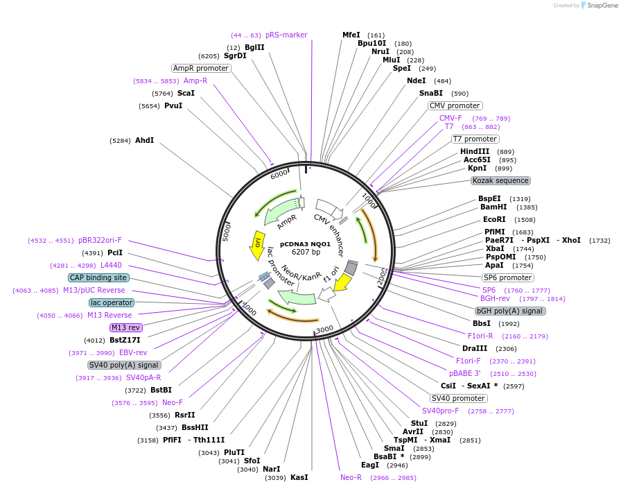 61730-plasmid-map-sequence-id-136098
