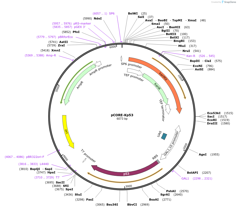 72241-plasmid-map-sequence-id-136109