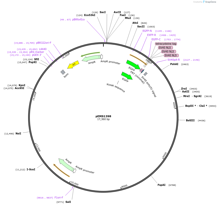 29196-plasmid-map-sequence-id-13611