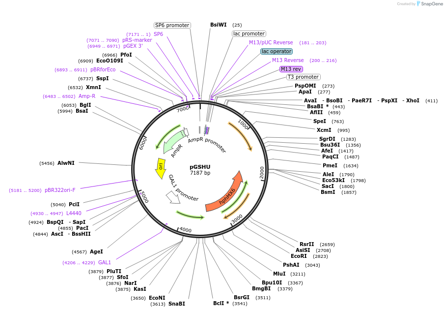 72244-plasmid-map-sequence-id-136117
