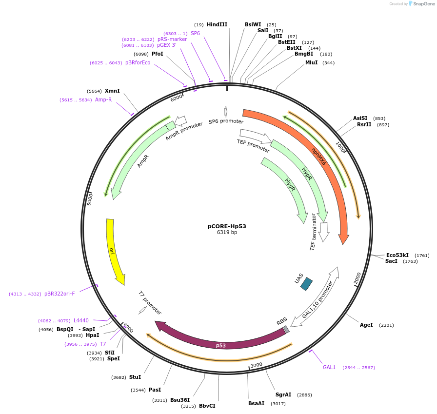 72242-plasmid-map-sequence-id-136118