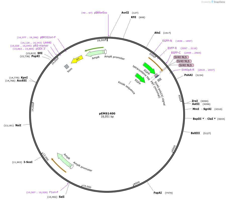 29197-plasmid-map-sequence-id-13612