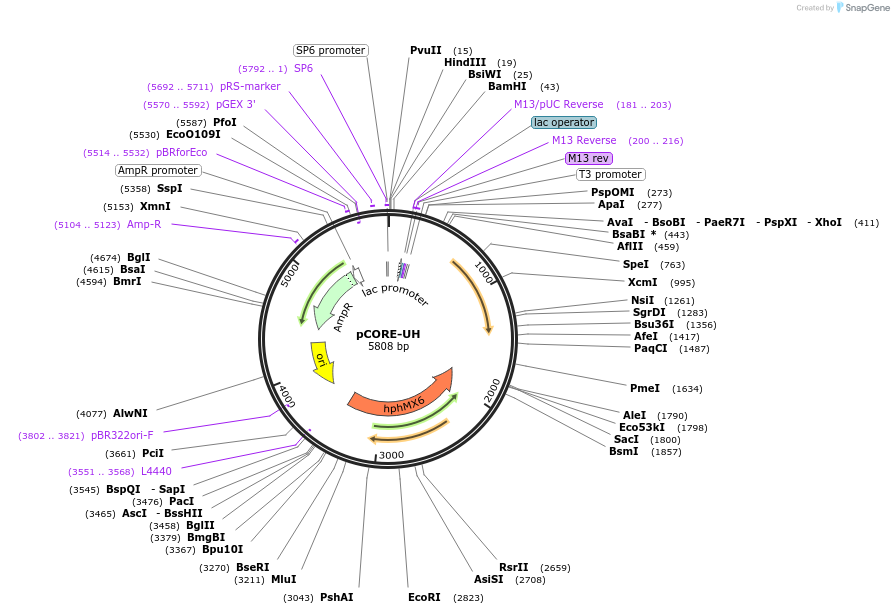 72239-plasmid-map-sequence-id-136121