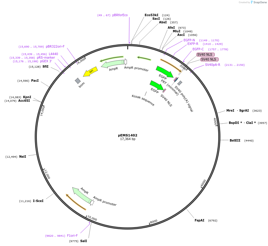 29199-plasmid-map-sequence-id-13614