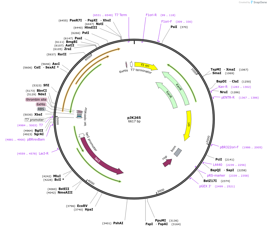 73598-plasmid-map-sequence-id-136140