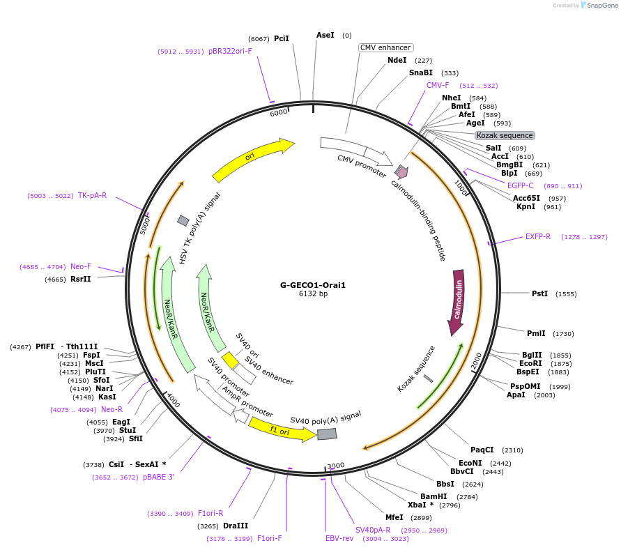 73561-plasmid-map-sequence-id-136141