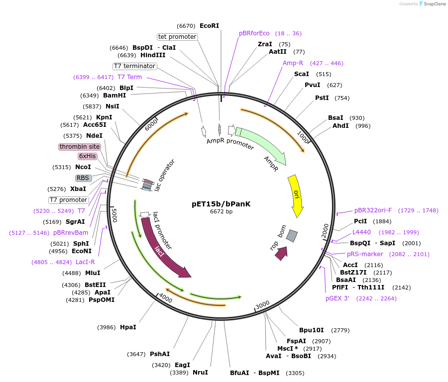 73619-plasmid-map-sequence-id-136167