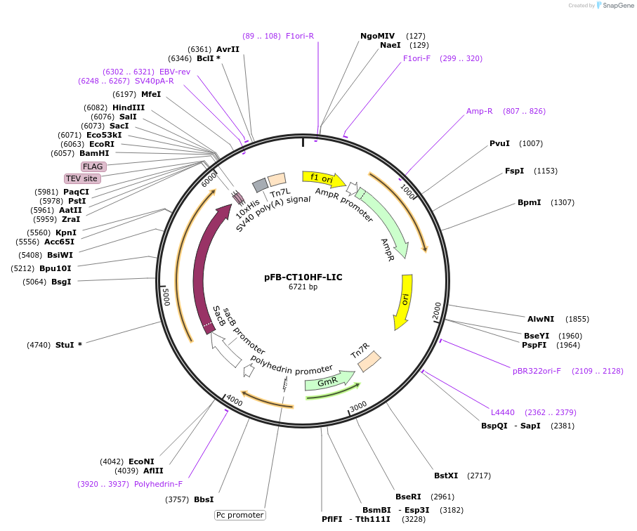 39191-plasmid-map-sequence-id-136169
