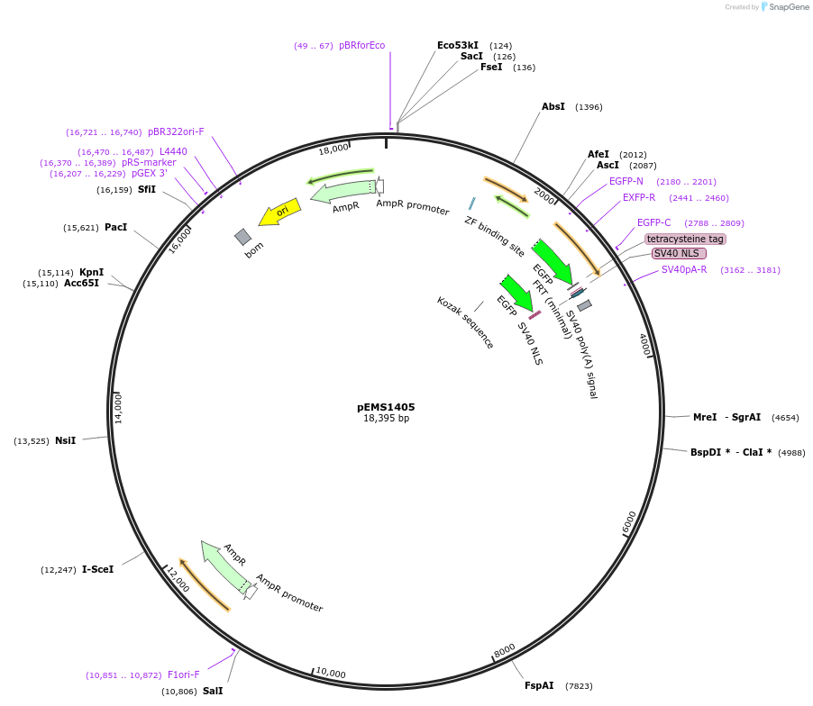 29202-plasmid-map-sequence-id-13617