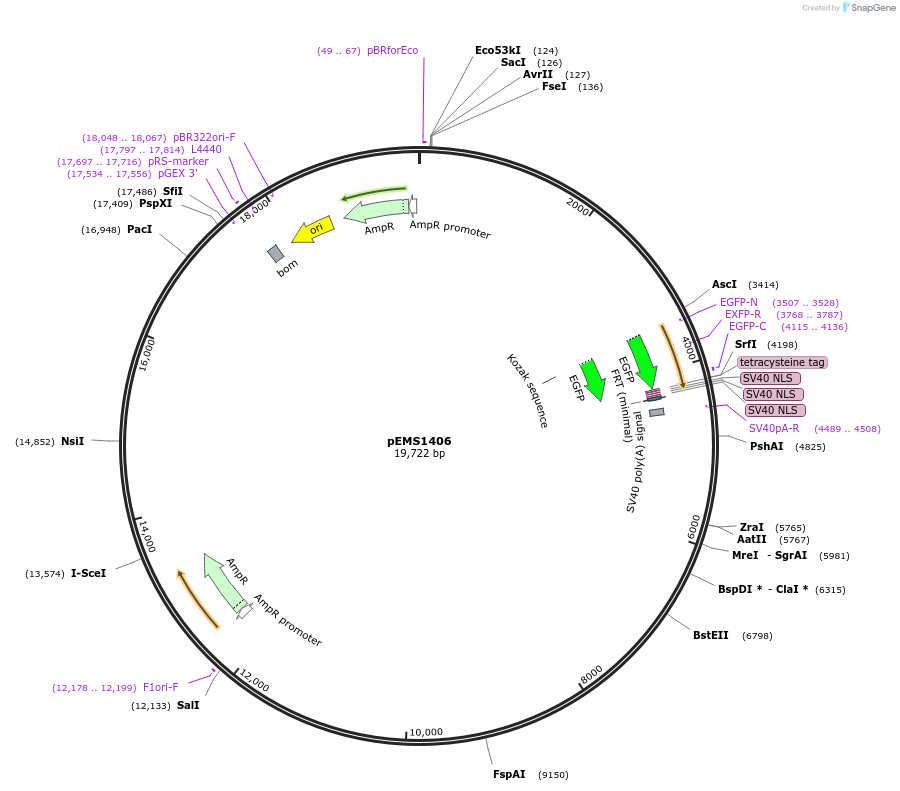 29203-plasmid-map-sequence-id-13618