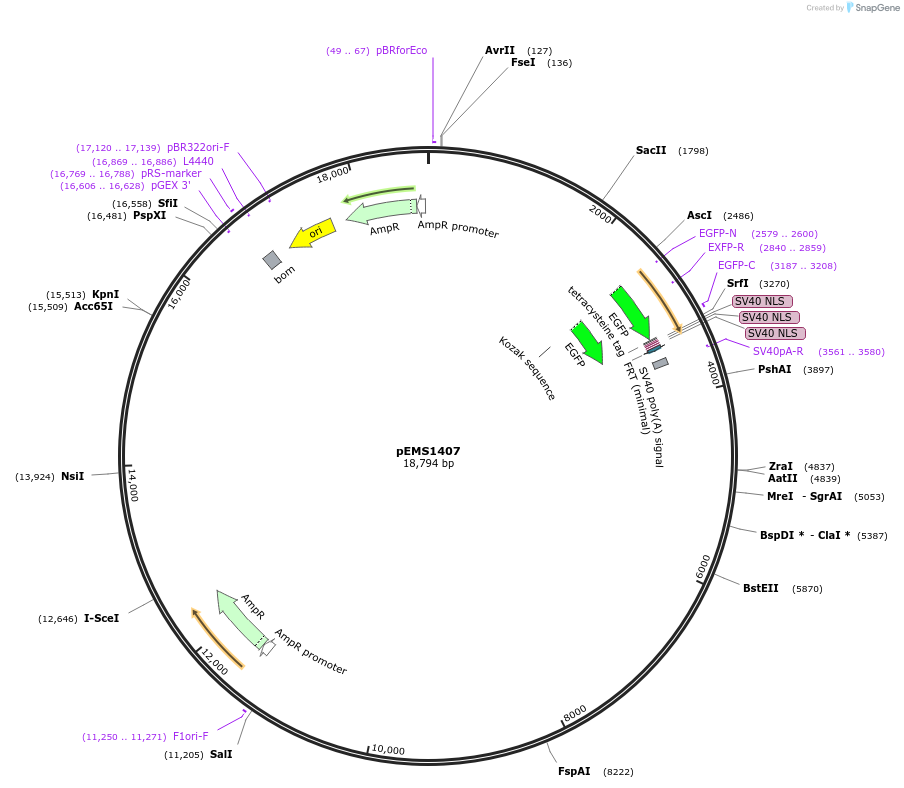 29204-plasmid-map-sequence-id-13619