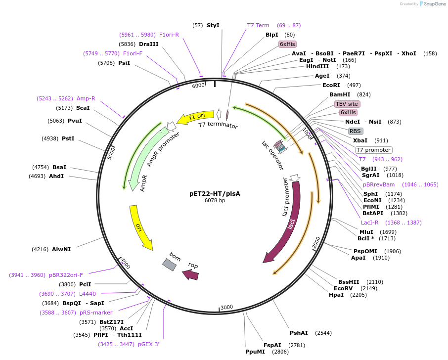 73625-plasmid-map-sequence-id-136191