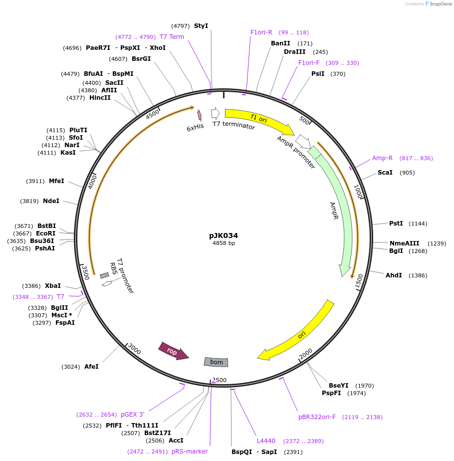 72383-plasmid-map-sequence-id-136200