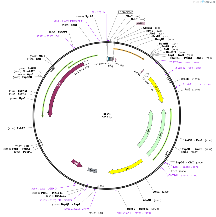 73242-plasmid-map-sequence-id-136207