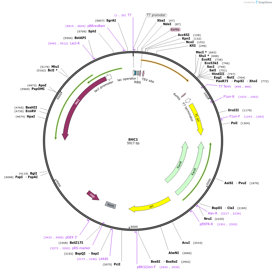 73249-plasmid-map-sequence-id-136213