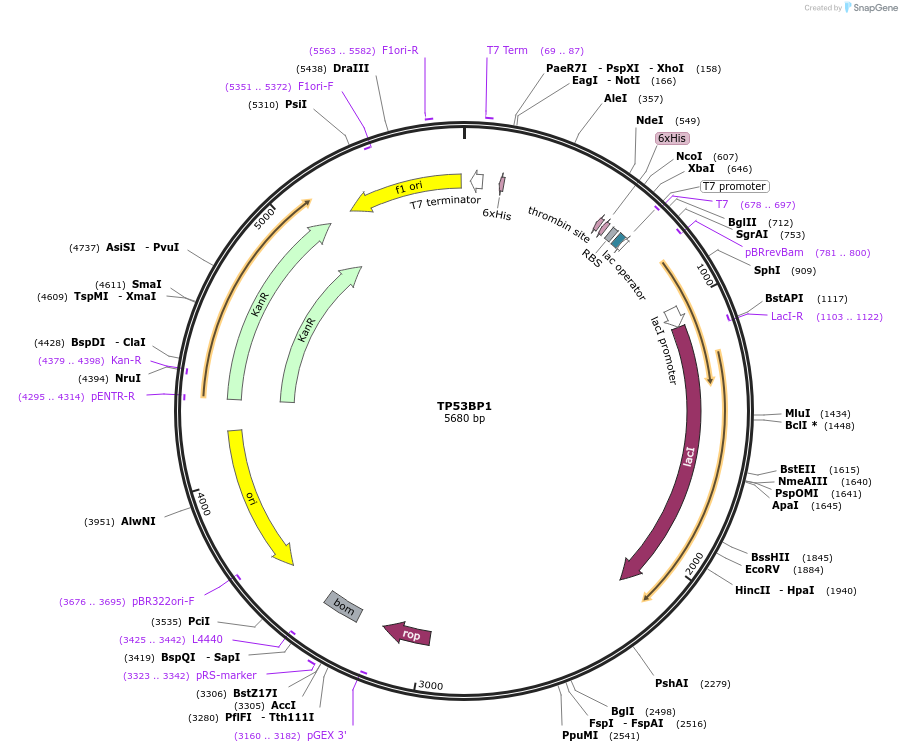 73252-plasmid-map-sequence-id-136217
