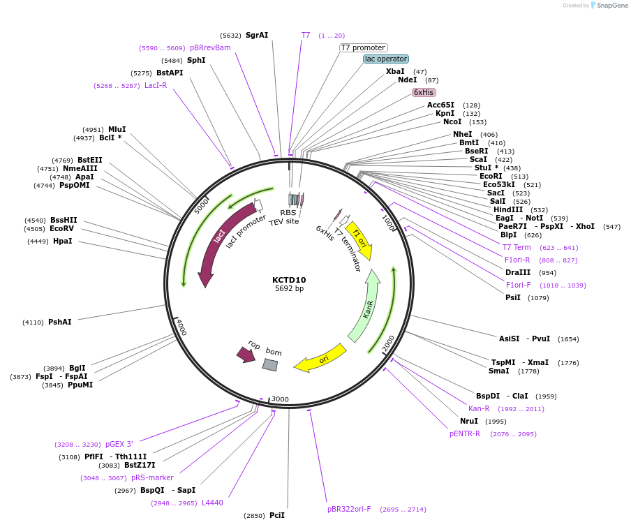 73253-plasmid-map-sequence-id-136219