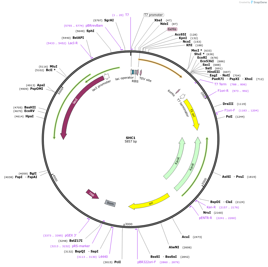 73255-plasmid-map-sequence-id-136224