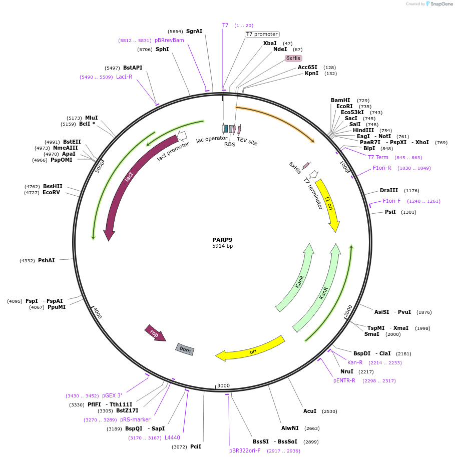 73256-plasmid-map-sequence-id-136235