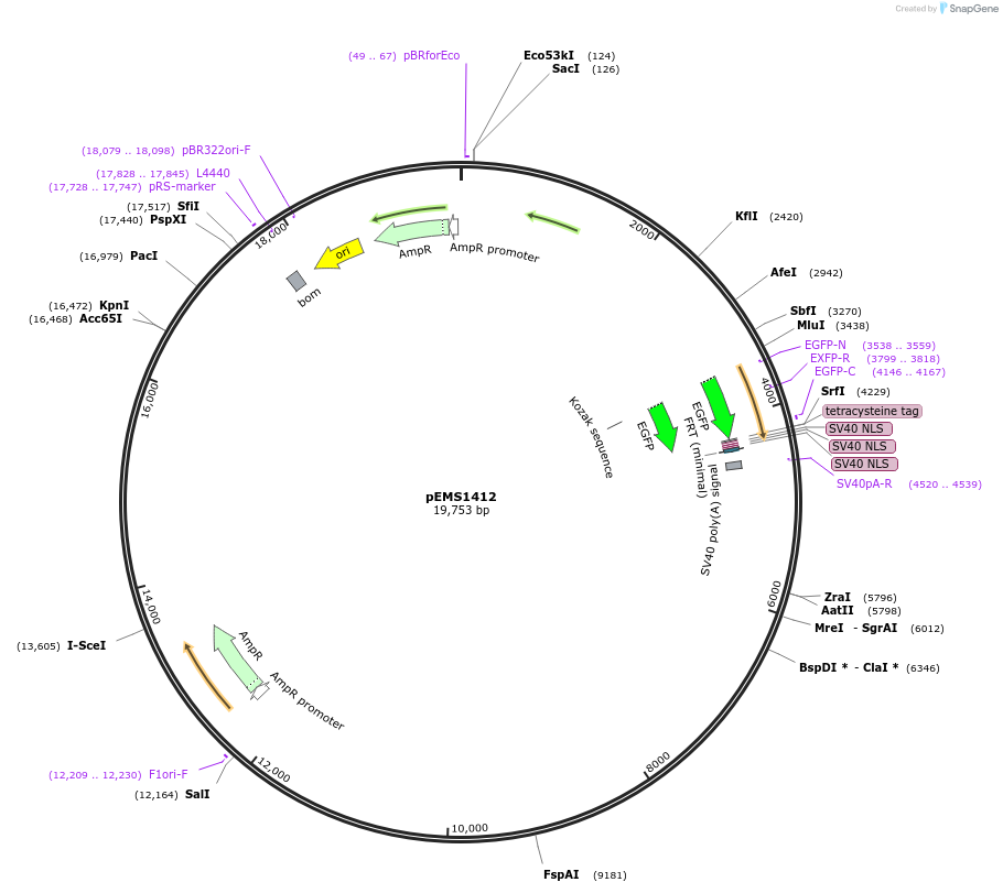 29209-plasmid-map-sequence-id-13624