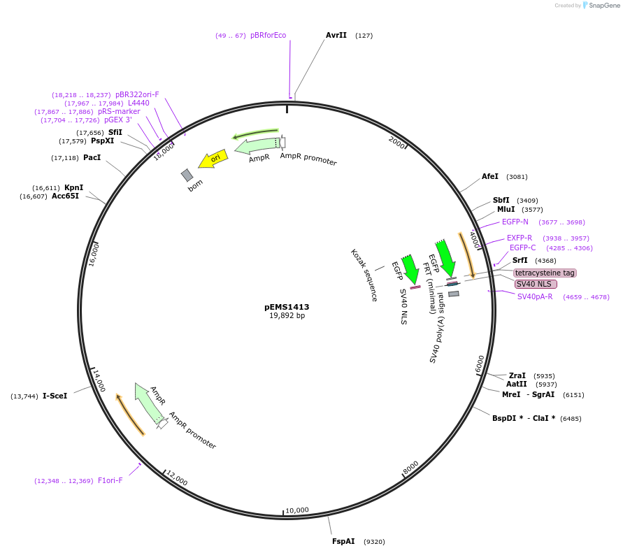 29210-plasmid-map-sequence-id-13625
