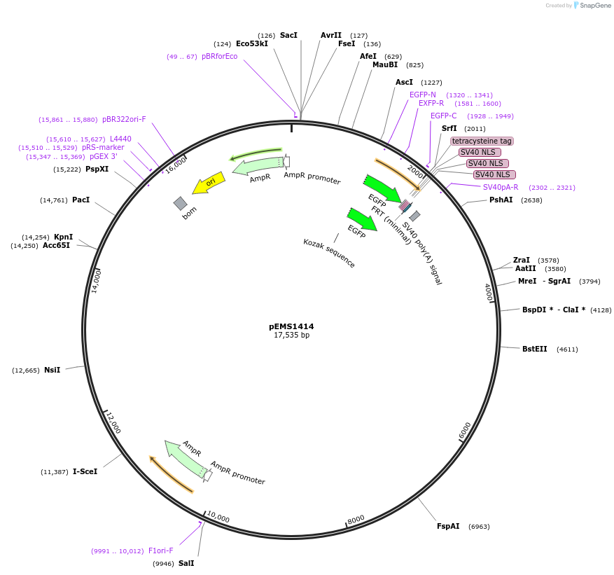 29211-plasmid-map-sequence-id-13626