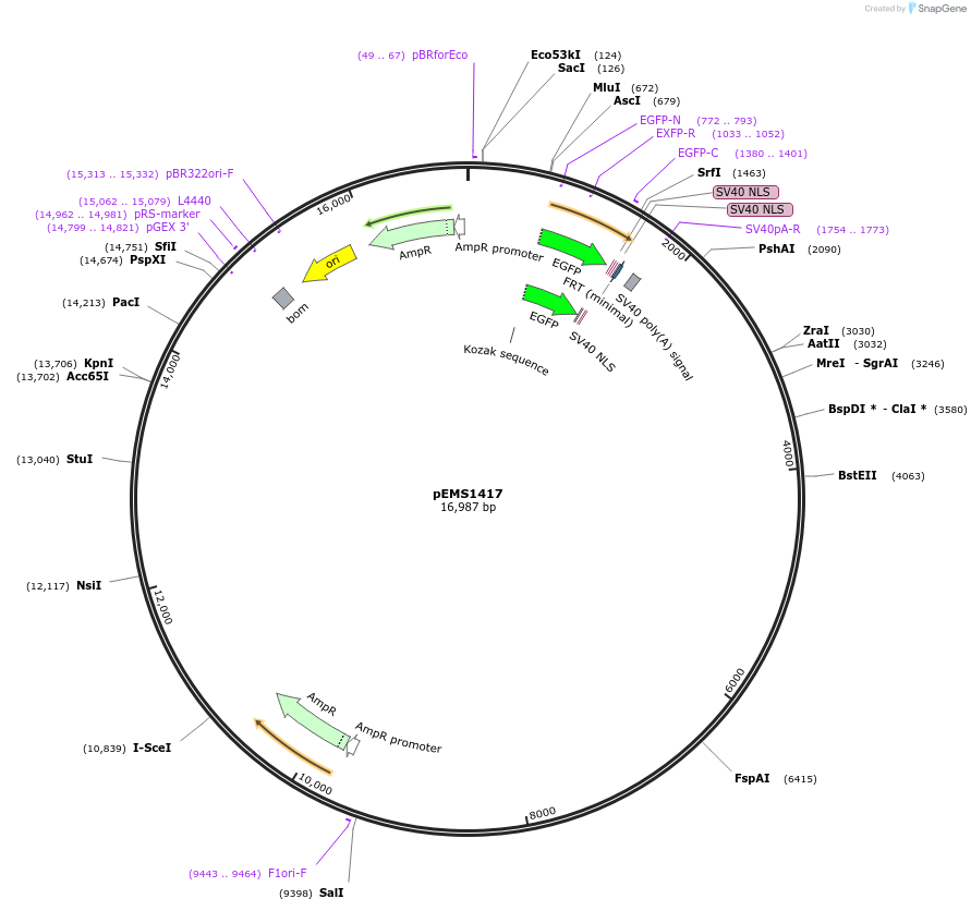 29213-plasmid-map-sequence-id-13628