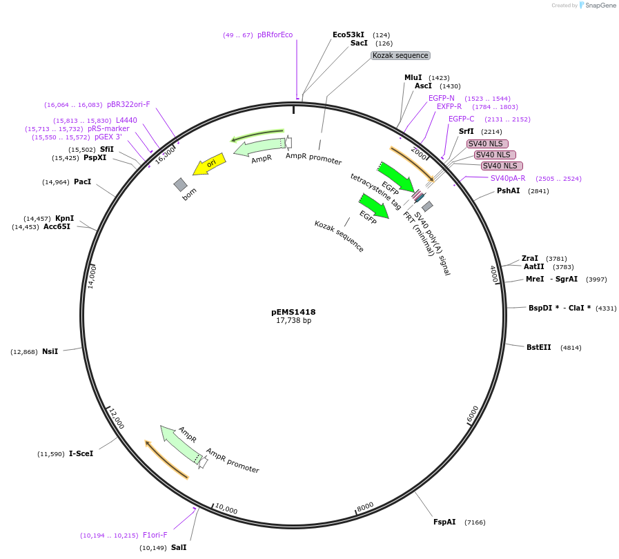 29214-plasmid-map-sequence-id-13629