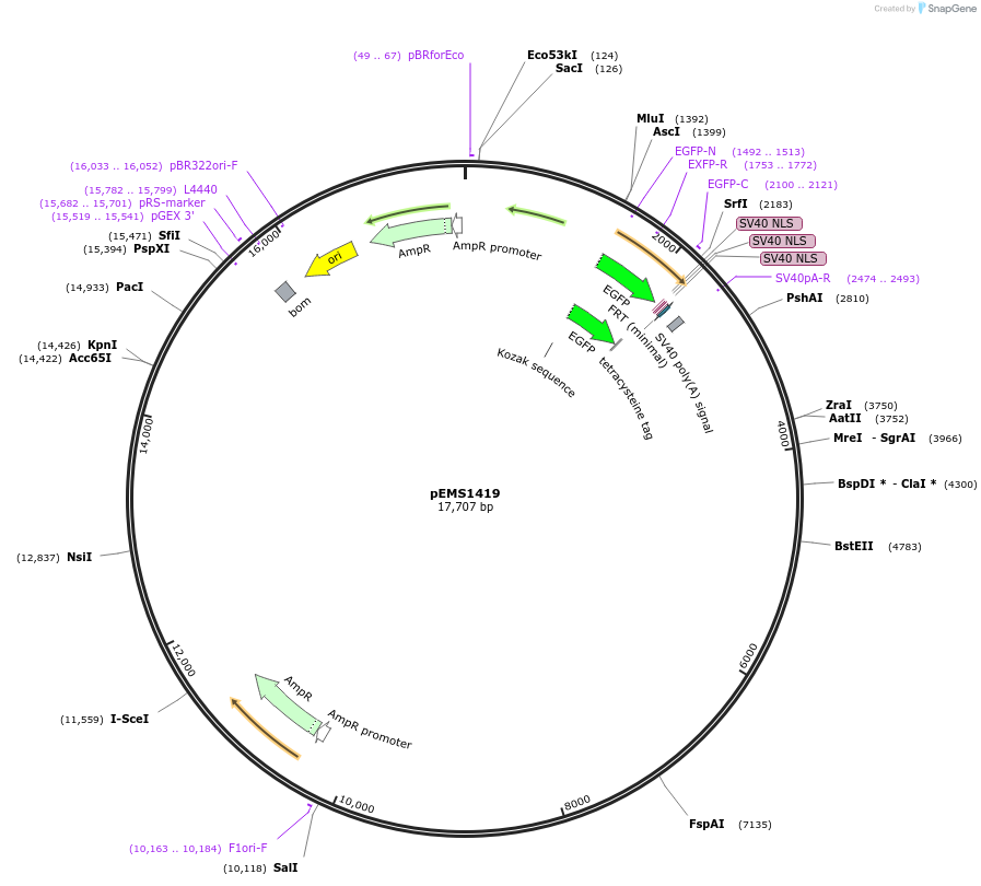 29215-plasmid-map-sequence-id-13630