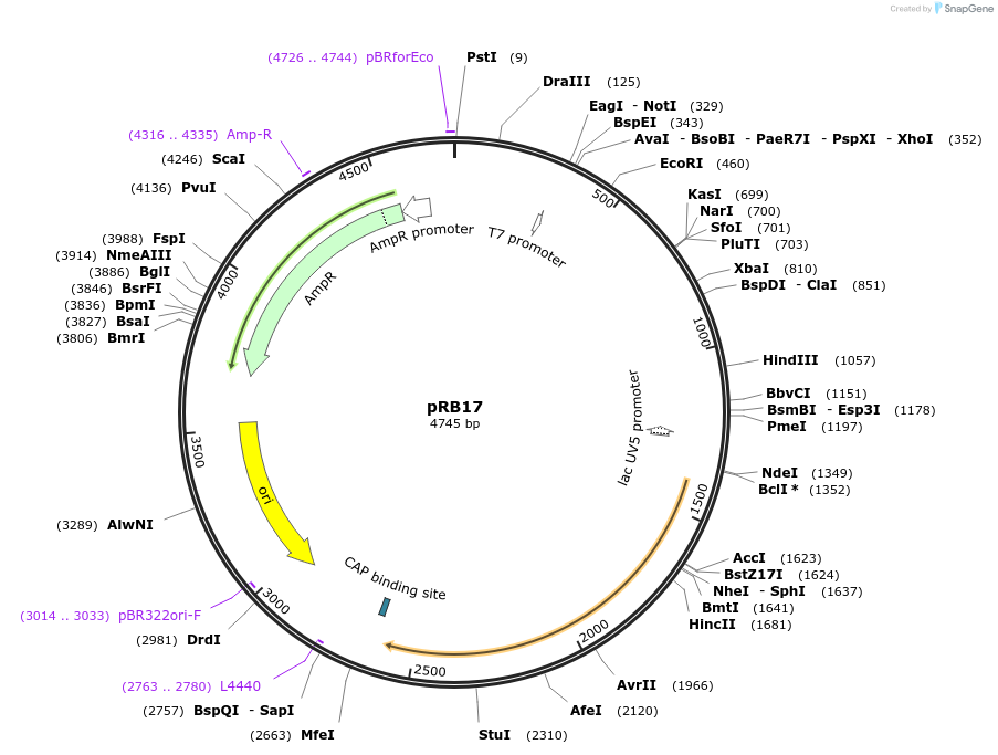 52527-plasmid-map-sequence-id-136307