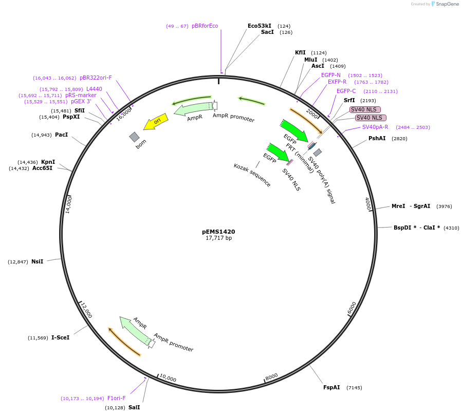 29216-plasmid-map-sequence-id-13631