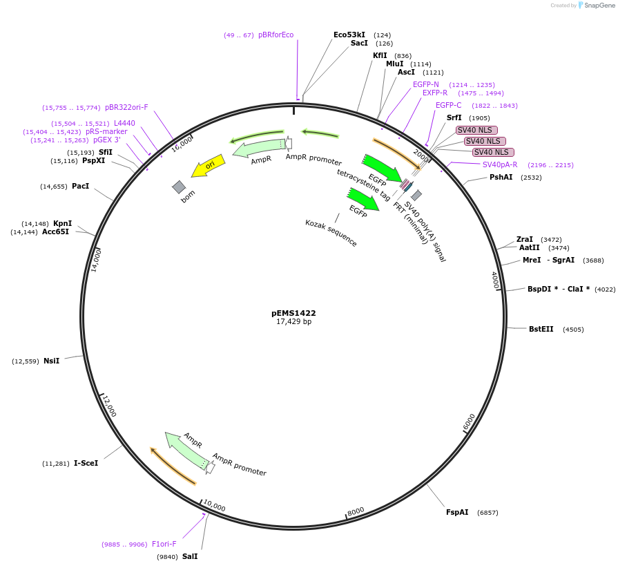 29218-plasmid-map-sequence-id-13633