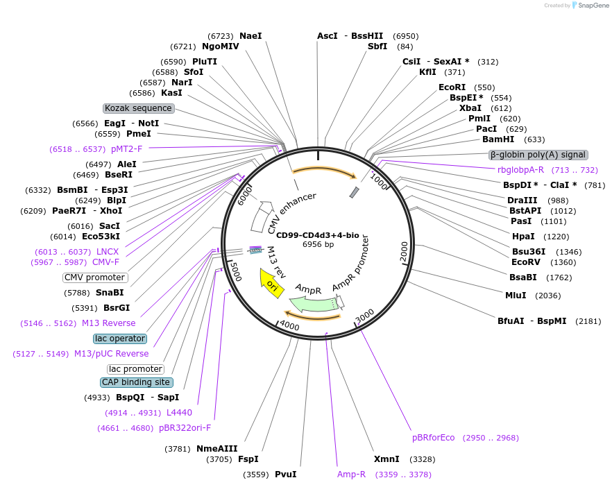 73097-plasmid-map-sequence-id-136336
