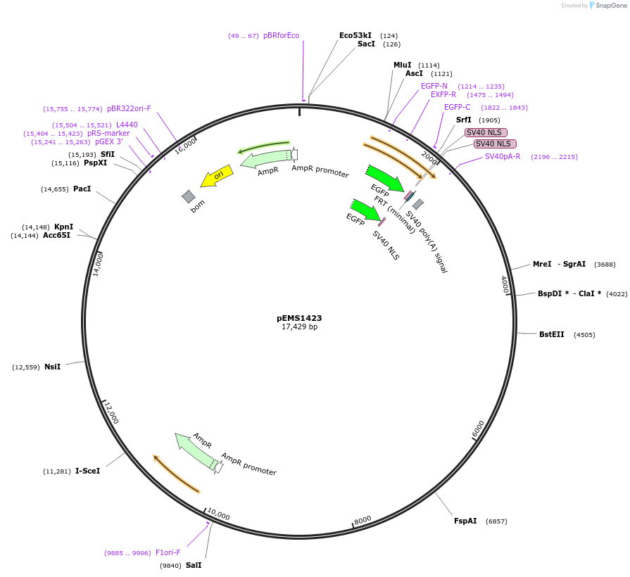 29219-plasmid-map-sequence-id-13634