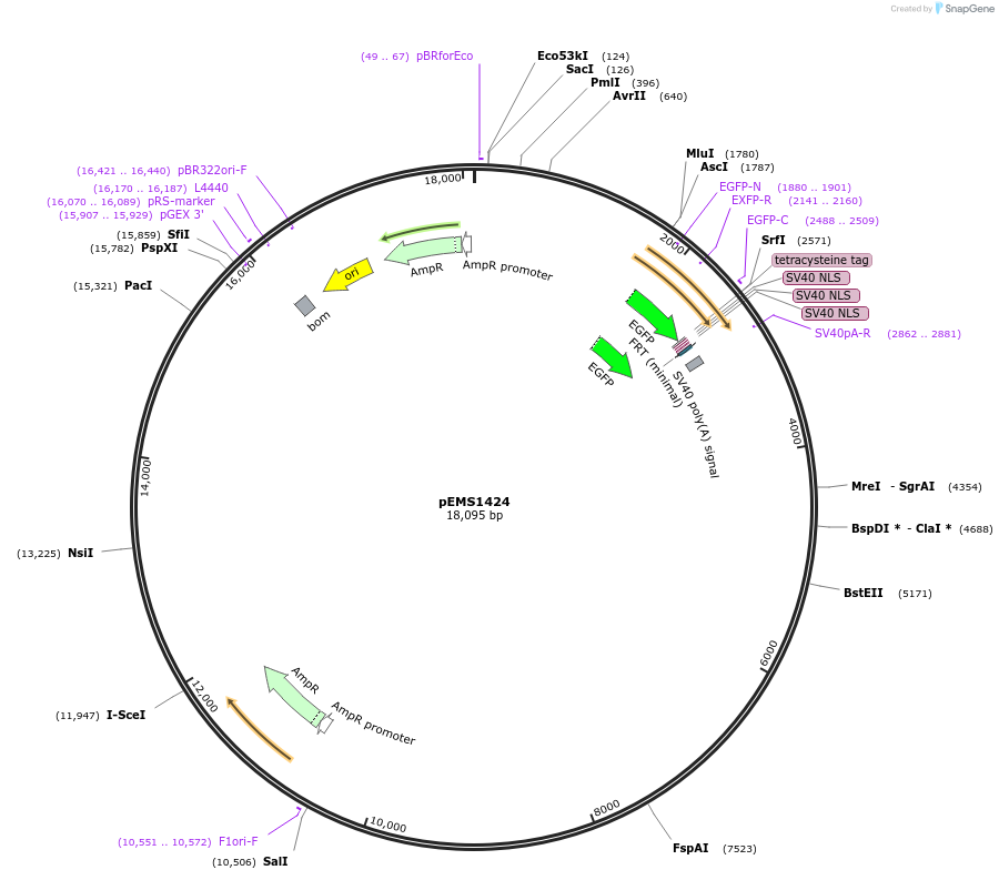 29220-plasmid-map-sequence-id-13635