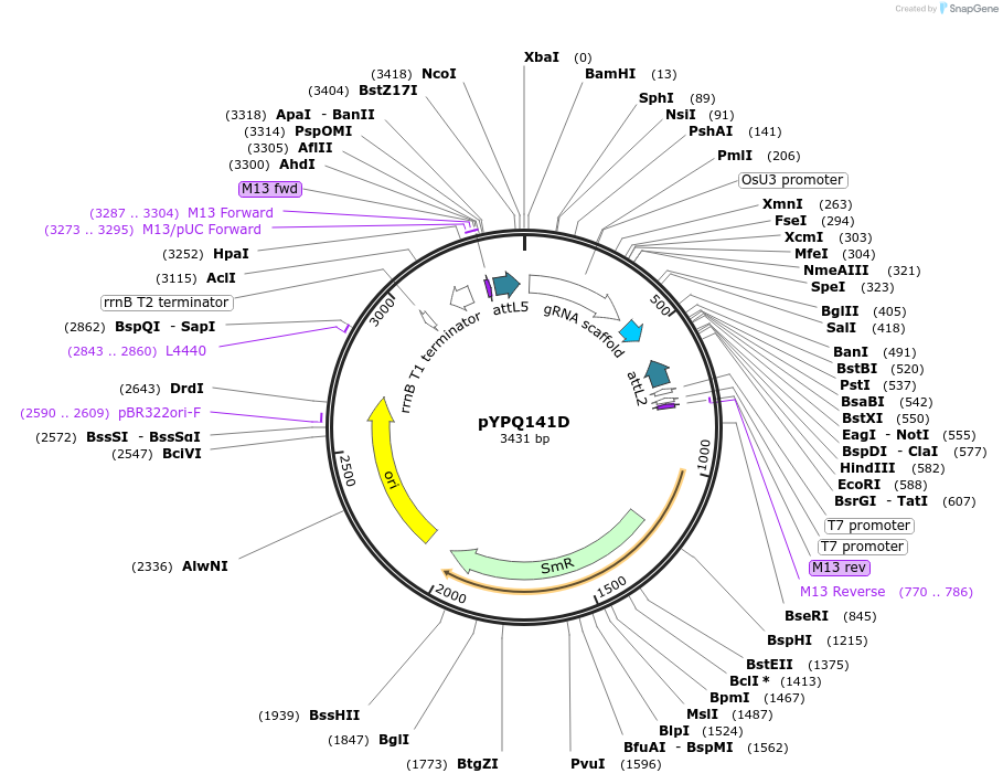 69293-plasmid-map-sequence-id-136351