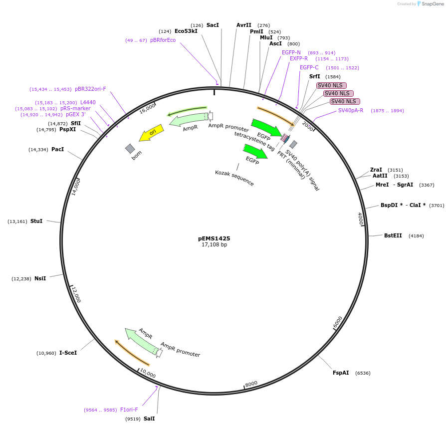 29221-plasmid-map-sequence-id-13636