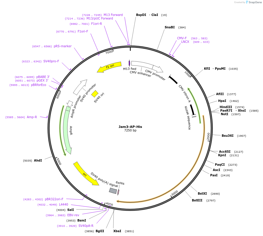 71954-plasmid-map-sequence-id-136365