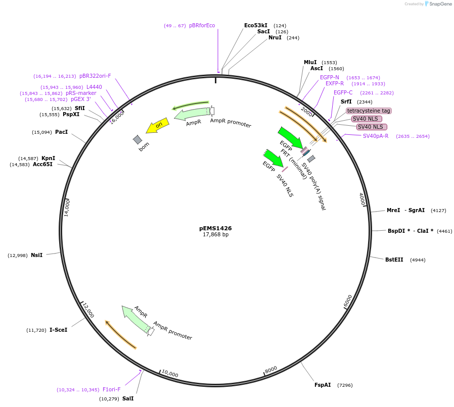 29222-plasmid-map-sequence-id-13637