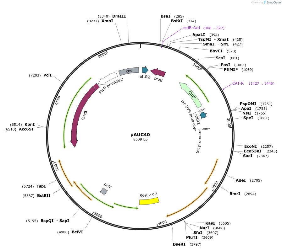71298-plasmid-map-sequence-id-136389