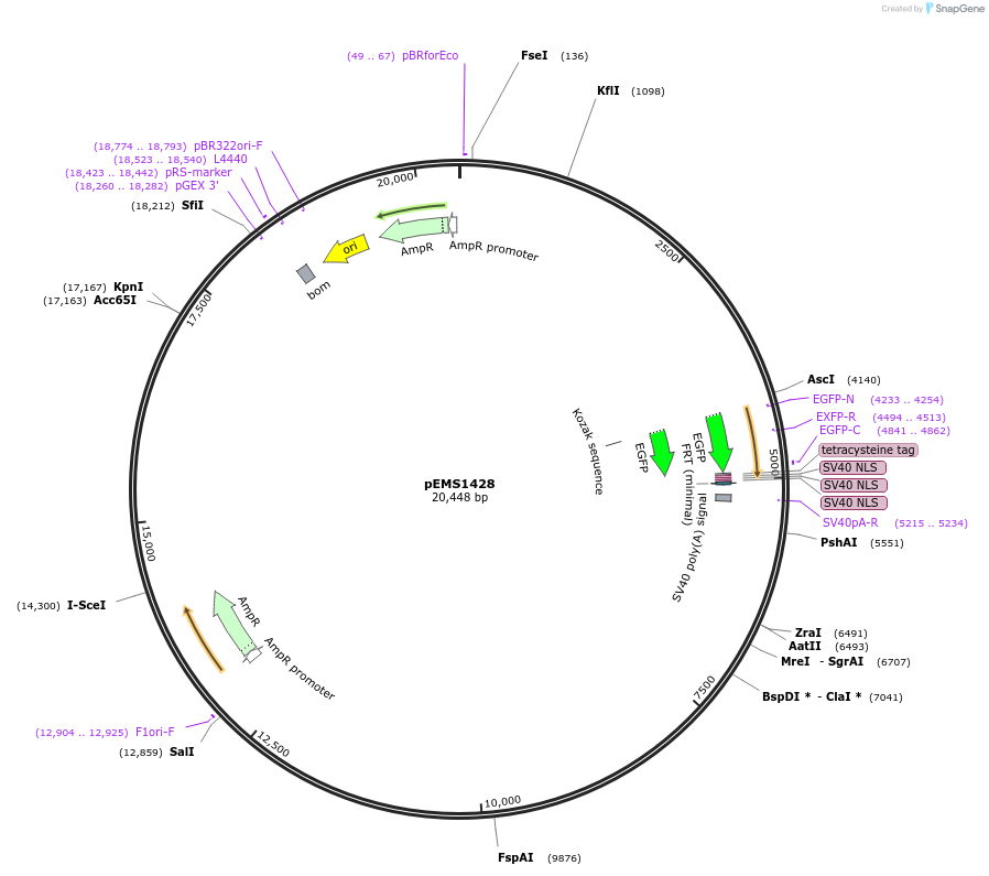 29224-plasmid-map-sequence-id-13639