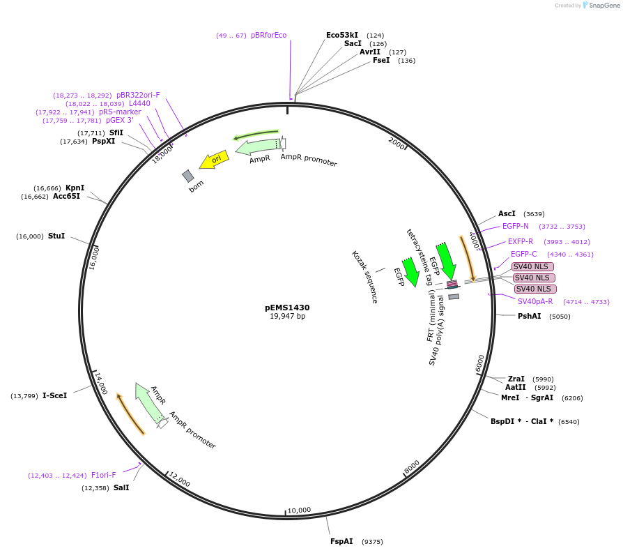 29225-plasmid-map-sequence-id-13640