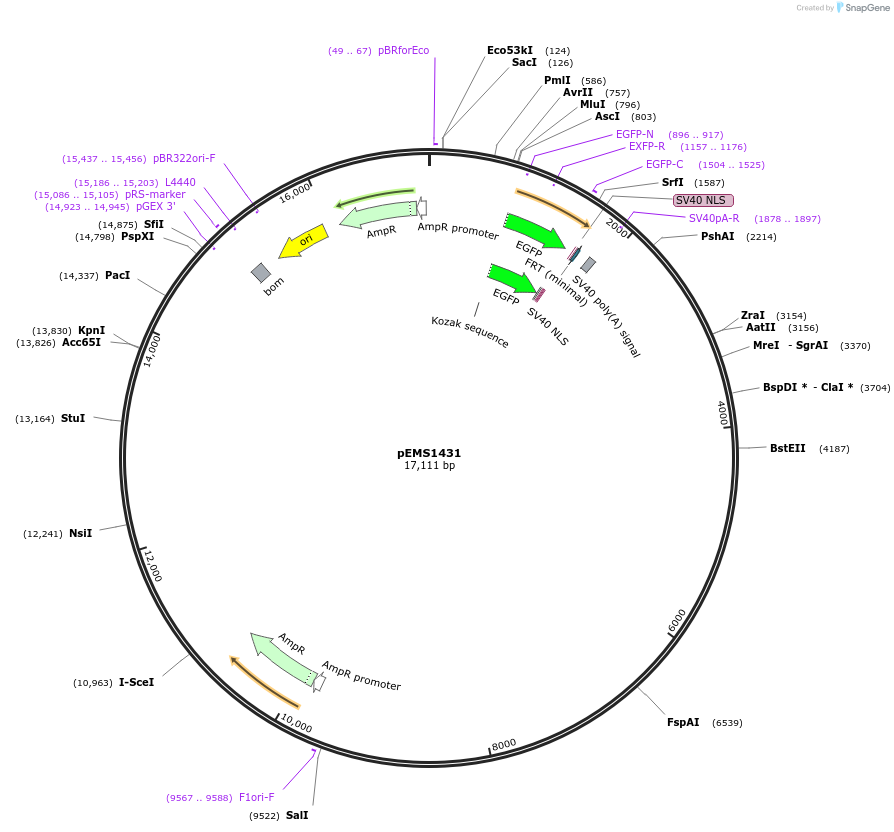 29226-plasmid-map-sequence-id-13641