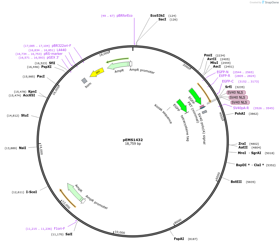 29227-plasmid-map-sequence-id-13642