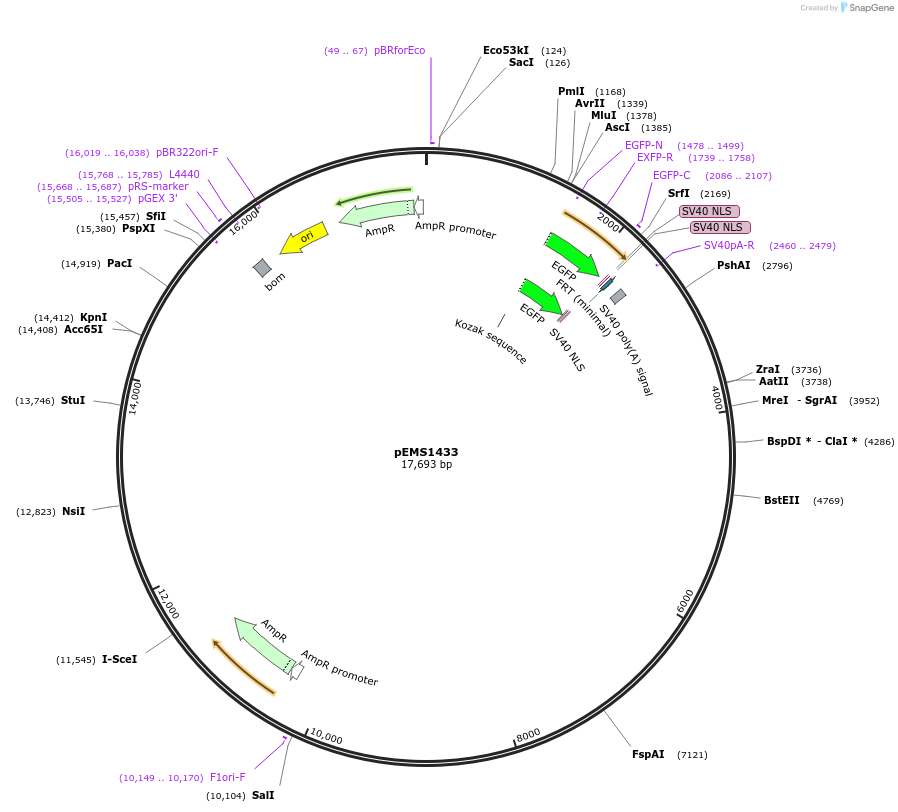 29228-plasmid-map-sequence-id-13643
