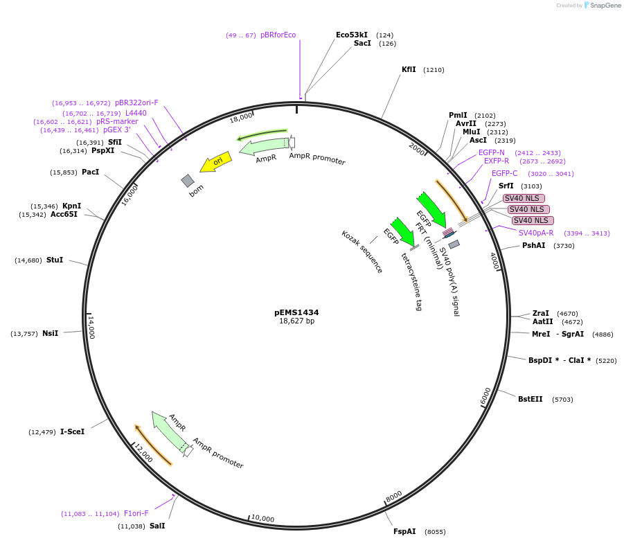 29229-plasmid-map-sequence-id-13644