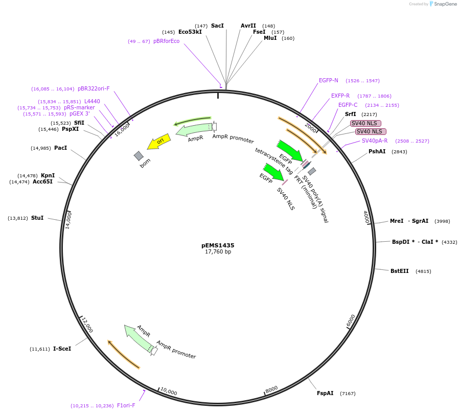 29230-plasmid-map-sequence-id-13645